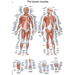 Erler-Zimmer Educational ''The Human Muscles'' Anatomy Chart
